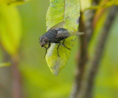 Calliphorinae