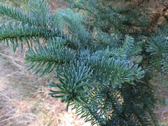 Abies procera