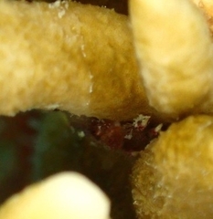Decapoda