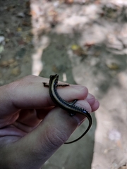 Eurycea guttolineata