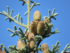 Abies procera