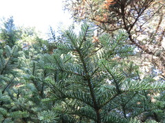 Abies procera