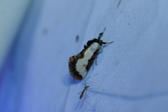 Eudryas unio