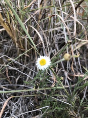 Erigeron modestus