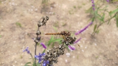 Sympetrum illotum