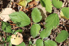 Rubus creticus