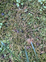 Selaginella apoda