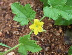 Cucumis melo