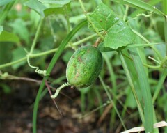 Cucumis melo