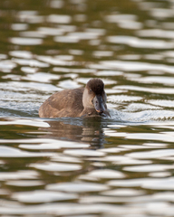 Netta rufina