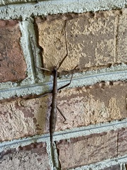 Megaphasma denticrus