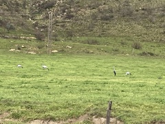 Anthropoides paradiseus