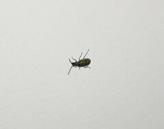 Diabrotica speciosa