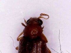 Corticariinae