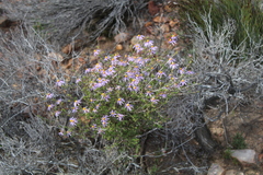 Felicia filifolia