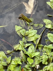 Veronica anagallis-aquatica