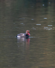 Netta rufina