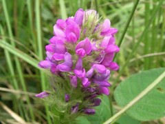 Uraria lagopodioides