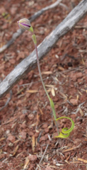 Thelymitra matthewsii