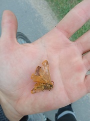Lemonia dumi