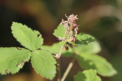 Rubus creticus