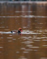 Netta rufina