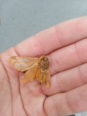 Lemonia dumi