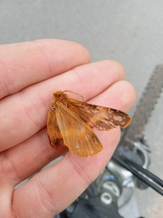 Lemonia dumi