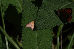 Pyrausta virginalis