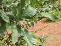 Semecarpus anacardium