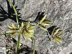 Cyperus microiria