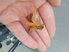 Lemonia dumi