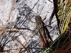 Stenobothrus rubicundulus