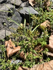 Cyperus microiria