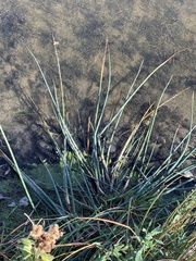 Schoenoplectus acutus