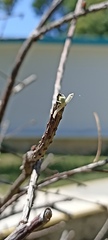 Misumessus oblongus