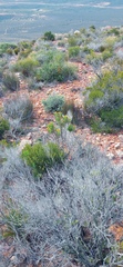 Euryops rehmannii
