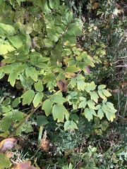 Thalictrum dasycarpum