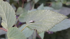 Nysius simulans