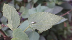 Nysius simulans
