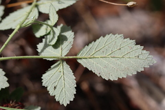 Rubus creticus