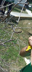 Misumessus oblongus