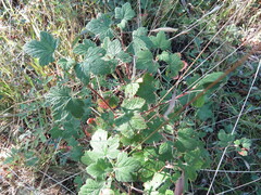 Ribes viscosissimum