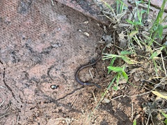 Lumbricus terrestris