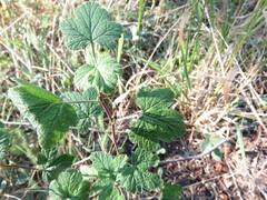 Ribes viscosissimum