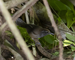 Pheugopedius maculipectus