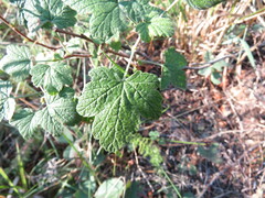 Ribes viscosissimum
