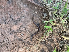 Lumbricus terrestris