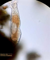 Philodinidae