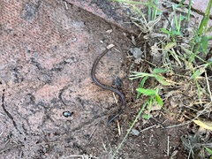 Lumbricus terrestris